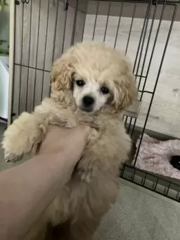 ゆうかり 様のお迎えした子犬