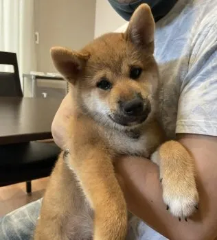 マサ 様のお迎えした子犬