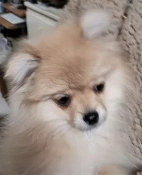 nob 様のお迎えした子犬
