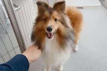 ながおか 様のお迎えした子犬