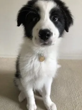 トムヤム 様のお迎えした子犬