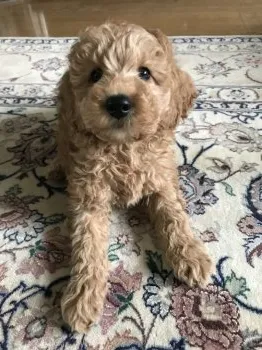 A.H 様のお迎えした子犬