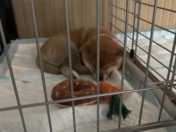 はなちゃん 様のお迎えした子犬