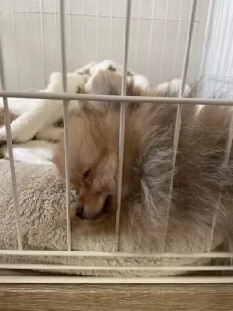 K.K 様のお迎えした子犬