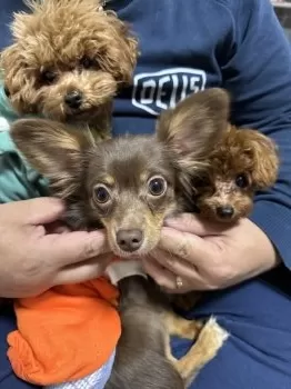 うさこ 様のお迎えした子犬