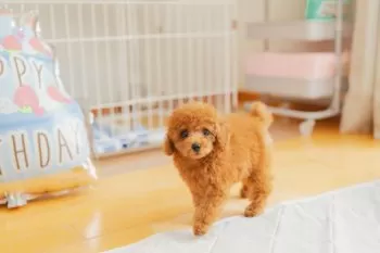 Y.Y 様のお迎えした子犬
