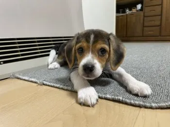 宮本 様のお迎えした子犬