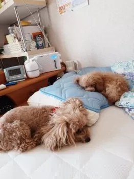 きなこの父 様のお迎えした子犬