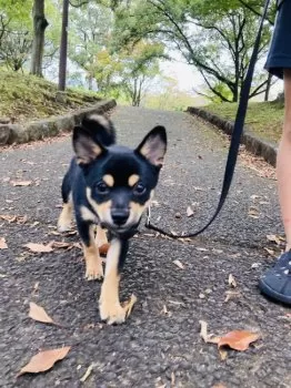 non 様のお迎えした子犬