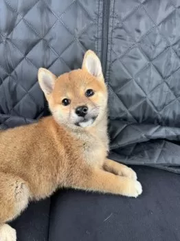 T.O 様のお迎えした子犬