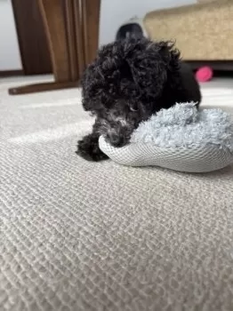 ゆかり 様のお迎えした子犬