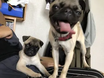 なっちゃん◎ 様のお迎えした子犬