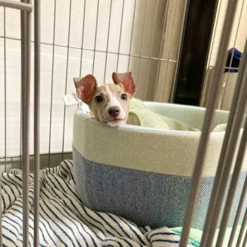 asa 様のお迎えした子犬