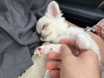 L&M 様のお迎えした子犬