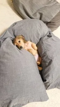 H.T 様のお迎えした子犬