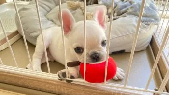 さき 様のお迎えした子犬