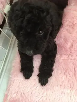Junko 様のお迎えした子犬