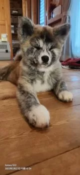 S.U 様のお迎えした子犬