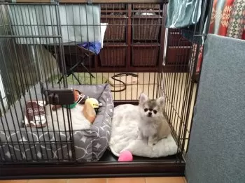 もとゆり 様のお迎えした子犬
