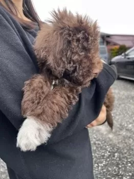 KOKO 様のお迎えした子犬