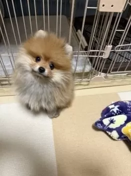 T.E 様のお迎えした子犬