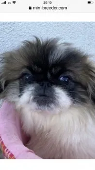 マンボ 様のお迎えした子犬