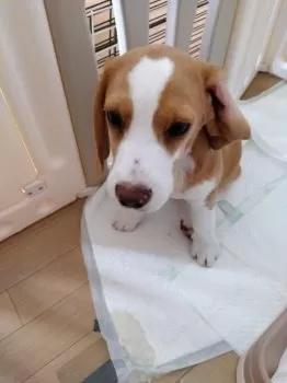 古予伊 様のお迎えした子犬