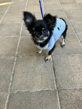 A.S 様のお迎えした子犬