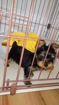 あゆみ 様のお迎えした子犬