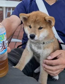 Y.O 様のお迎えした子犬