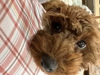 うめちゃんのママ 様のお迎えした子犬