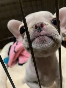 Niko 様のお迎えした子犬