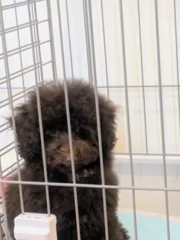 ちゃいろ 様のお迎えした子犬