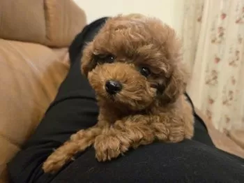 K.S 様のお迎えした子犬