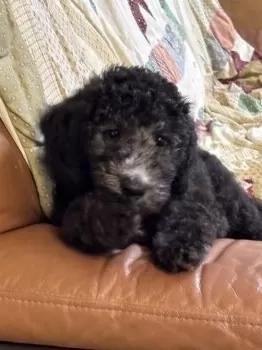 S.S 様のお迎えした子犬