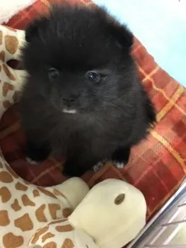 ぷちぷち 様のお迎えした子犬