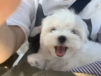 ぷりんまま 様のお迎えした子犬