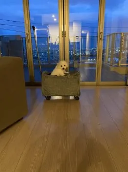 まるな 様のお迎えした子犬