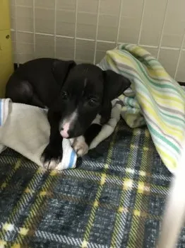 イヴコ 様のお迎えした子犬