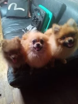 ゴエモン 様のお迎えした子犬