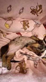 Y.K 様のお迎えした子犬