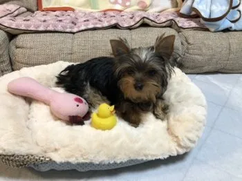 M.H 様のお迎えした子犬