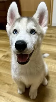 O 様のお迎えした子犬