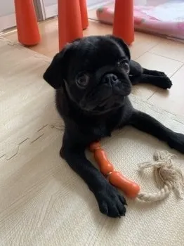 Y.Ｉ 様のお迎えした子犬