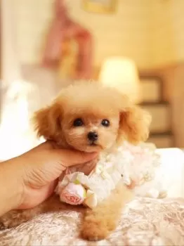 むつみ 様のお迎えした子犬