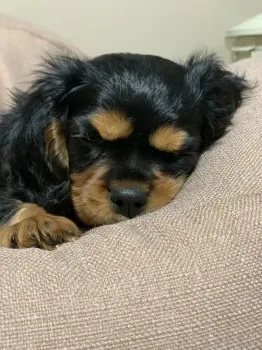バンマカ 様のお迎えした子犬
