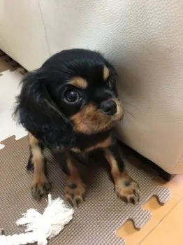 しょ 様のお迎えした子犬