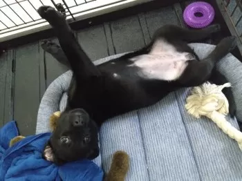 M.H 様のお迎えした子犬