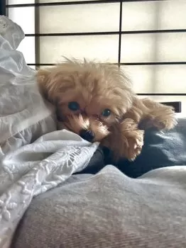 A.S 様のお迎えした子犬