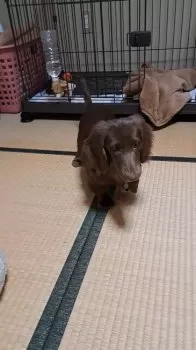E.Y 様のお迎えした子犬
